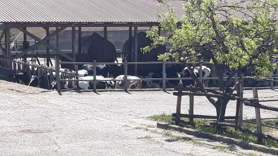 EPISKEPSH AM GEW SXOLH